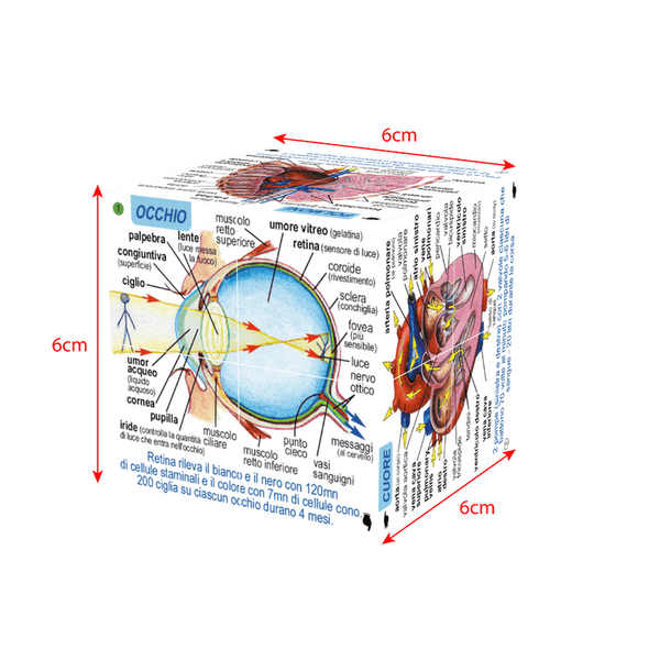 Bigjigs Human Body and Systems Cube Book